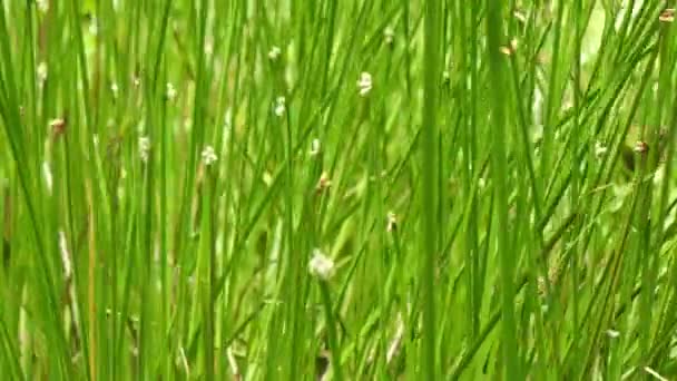 Feuille verte naturelle Schoenoplectus mucronatus, Scripus triangulatus Roxb .