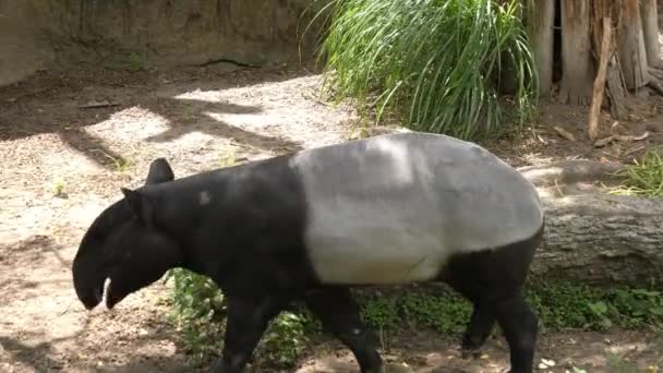 Naturaleza Vida Salvaje Animal Lindo Malayo Tapir Caminar Alrededor — Vídeo de stock