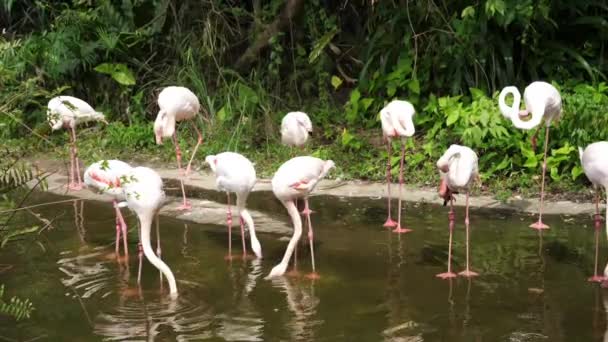 Un troupeau de beaux oiseaux flamants roses marchent sur le bord de la rivière 