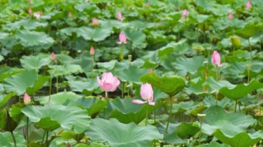 Tayvan Taipei Botanik Bahçesi doğa zarif pembe lotus