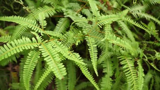 Naturaleza Verde Falsa Hoja Helecho Staghorn Taiwán Jardín Botánico Taipéi — Vídeo de stock