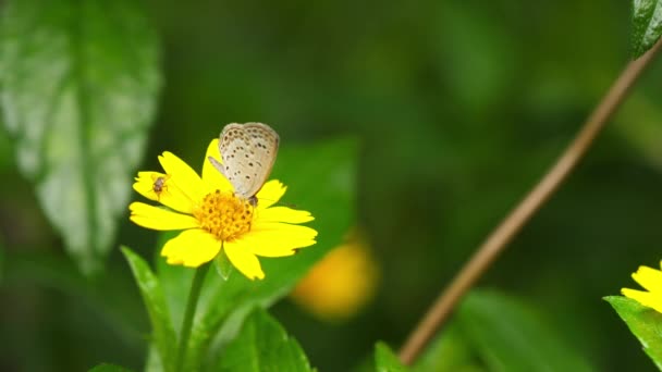 Natuur Vlinder Vliegen Vliegen Weg Taiwan Taipei Botanische Tuin Staan — Stockvideo