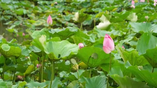 Naturaleza Elegante Loto Rosa Taiwán Jardín Botánico Taipéi — Vídeo de stock