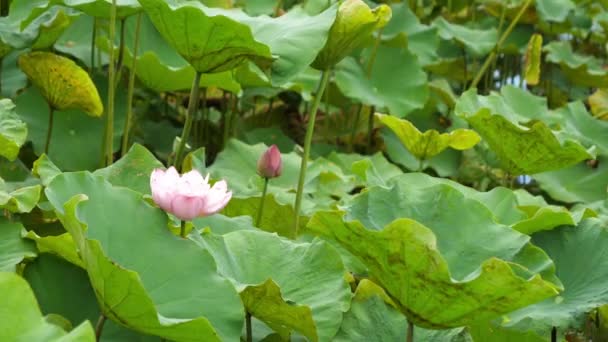 Natura Elegante Loto Rosa Taiwan Taipei Giardino Botanico — Video Stock