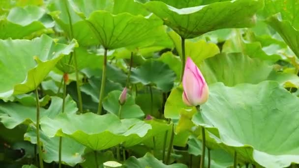 Natură Lotus Roz Elegant Taiwan Taipei Grădină Botanică — Videoclip de stoc