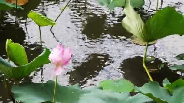 Natura Elegante Loto Rosa Taiwan Taipei Giardino Botanico — Video Stock