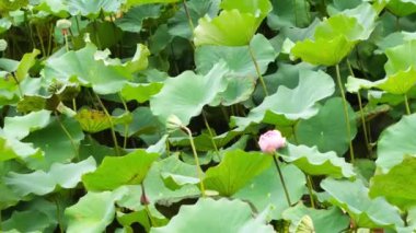 Tayvan Taipei Botanik Bahçesi doğa zarif pembe lotus