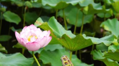 Tayvan Taipei Botanik Bahçesi doğa zarif pembe lotus