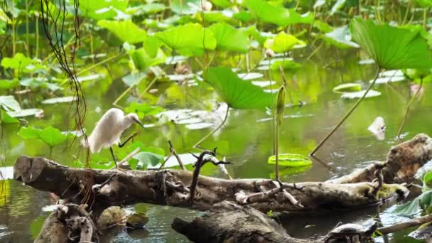 Vogel Witte Zilverreiger Staande Een Boomstam Taiwan Taipei Botanische Tuin — Stockvideo