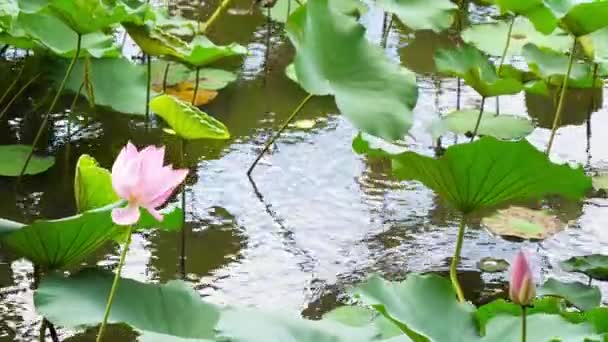 Naturaleza Elegante Loto Rosa Taiwán Jardín Botánico Taipéi — Vídeo de stock