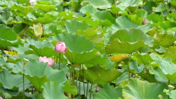 Nature Elegant Pink Lotus Taiwan Taipei Botanic Garden — Stock Video