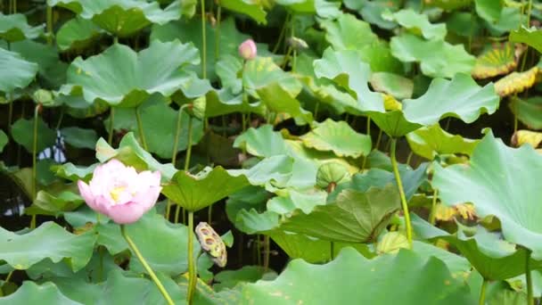 Naturen Elegant Rosa Lotus Taiwan Taipei Botaniska Trädgård — Stockvideo