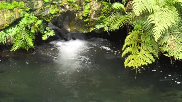 Wasser Fließt See Mit Naturfelsen Und Pflanzenfarn — Stockvideo