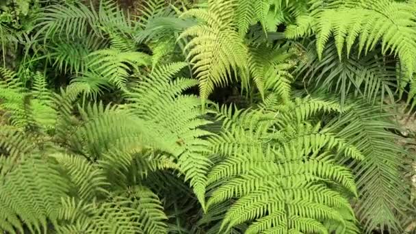 風の中自然緑シダ葉スイング — ストック動画