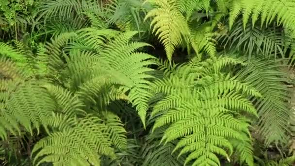 Nature Vert Feuille Fougère Swing Dans Vent — Video