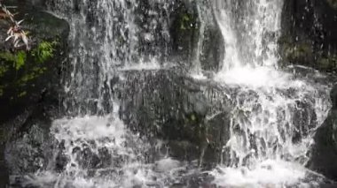 Süper ağır çekim yeşil bitki yaprak güzel şelale doğal niteliği