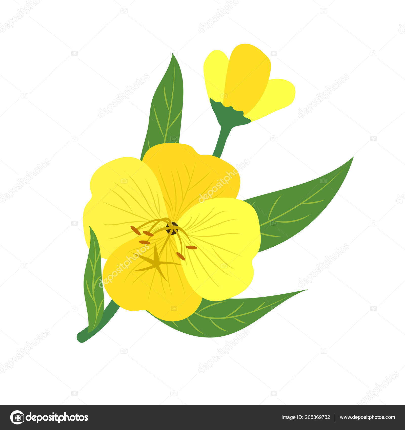 Á Primrose Drawing Stock Illustrations Royalty Free Evening Primrose Vectors Download On Depositphotos
