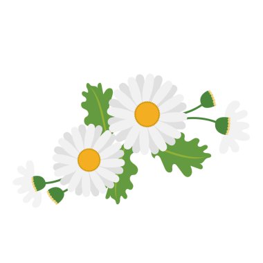 Doğa Çiçek beyaz papatya, vektör Botanik Bahçe çiçek yaprak bitki.