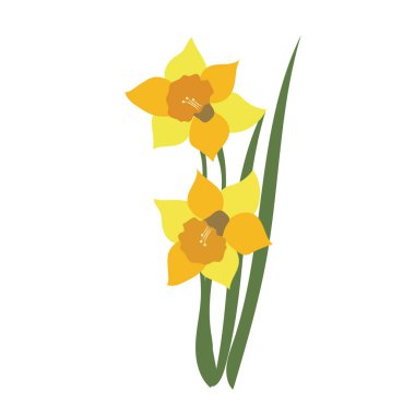 Doğa çiçek nergis, vektör Botanik Bahçe çiçek yaprak bitki.