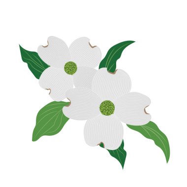 Doğa Çiçek beyaz kızılcık Cornus florida, vektör Botanik Bahçe çiçek yaprak bitki.