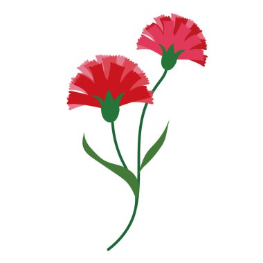 Doğa Çiçek kırmızı karanfiller, vektör Botanik Bahçe çiçek yaprak bitki.