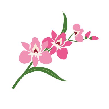 Doğa Çiçek Pembe orkide, vektör Botanik Bahçe çiçek yaprak bitki.
