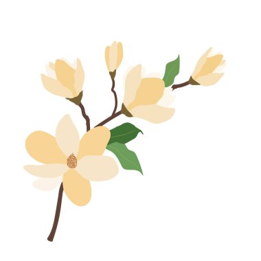 Doğa Çiçek sarı Manolya, vektör Botanik Bahçe çiçek yaprak bitki.