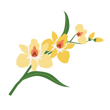 Doğa Çiçek sarı orkide, vektör Botanik Bahçe çiçek yaprak bitki.