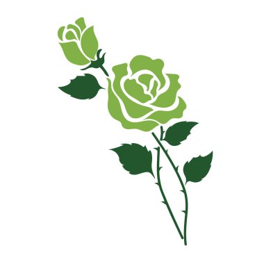 Doğa Çiçek yeşil gül, vektör Botanik Bahçe çiçek yaprak bitki.