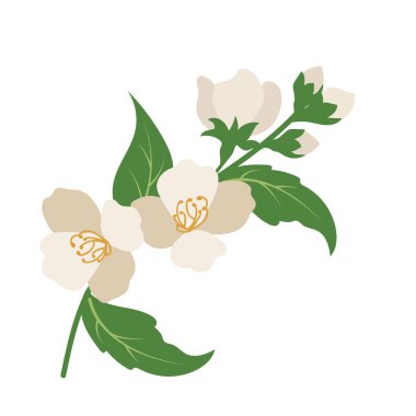 Doğa Çiçek Yasemin, vektör Botanik Bahçe çiçek yaprak bitki.