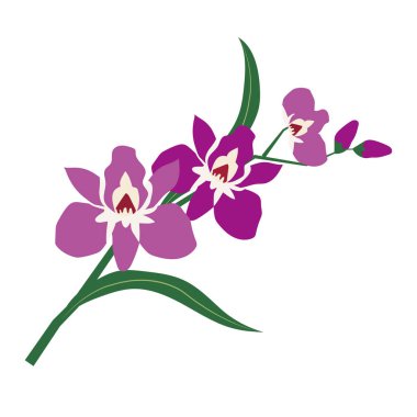 Doğa Çiçek mor orkide, vektör Botanik Bahçe çiçek yaprak bitki.