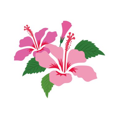 Doğa çiçek pembe ebegümeci, vektör Botanik Bahçe çiçek yaprak bitki.