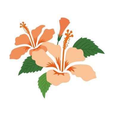 Doğa Çiçek turuncu ebegümeci, vektör Botanik Bahçe çiçek yaprak bitki.