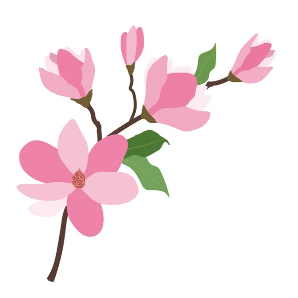 Nature flower pink magnolia, vector botanic garden floral leaf plant.