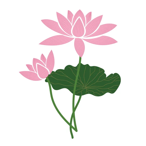 Nature flower pink lotus, vector botanic garden floral leaf plant.