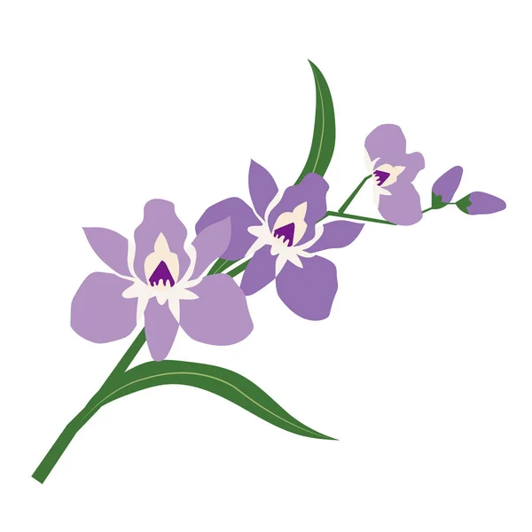 Natuur Flower Purple Orchid Vector Plantentuin Floral Blad Plant — Stockvector