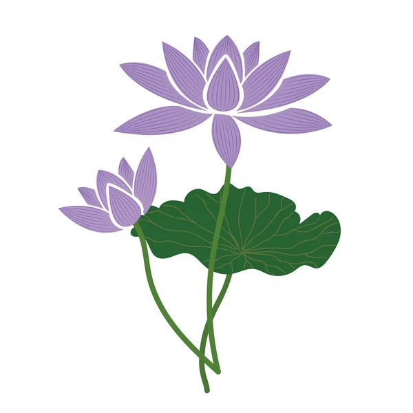 Příroda Flower Purple Lotus Vektorové Botanická Zahrada Květinové Listy Rostlin — Stockový vektor