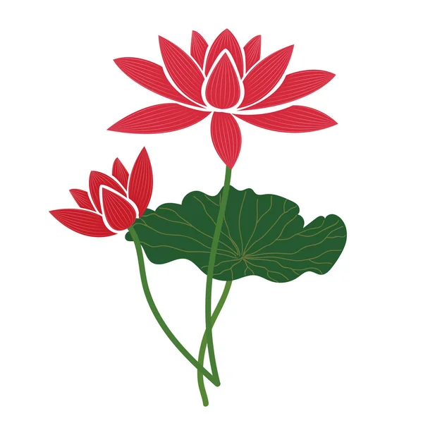 Příroda Květ Růžový Lotos Vektorové Botanická Zahrada Květinové Listy Rostlin — Stockový vektor