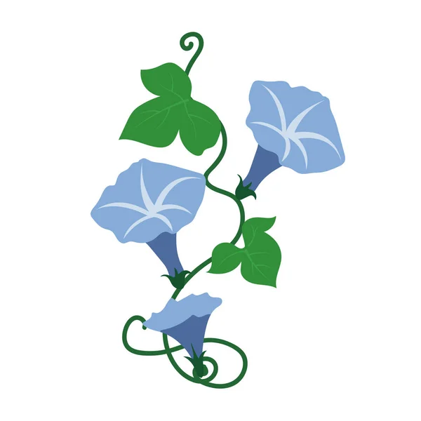 Natuur Bloem Licht Blauwe Morning Glory Bloem Vector Plantentuin Floral — Stockvector