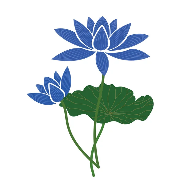 Příroda Květ Modrý Lotos Vektorové Botanická Zahrada Květinové Listy Rostlin — Stockový vektor
