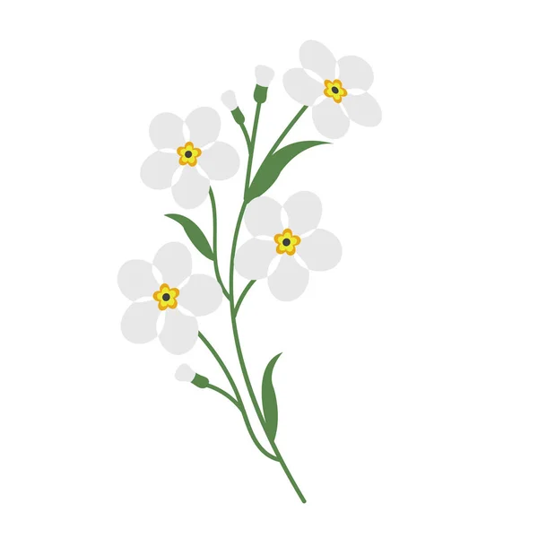 Natura Fiore Bianco Non Dimenticare Vettore Botanico Giardino Pianta Foglia — Vettoriale Stock
