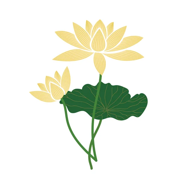 Příroda Květina Žlutá Lotus Vektorové Botanická Zahrada Květinové Listy Rostlin — Stockový vektor