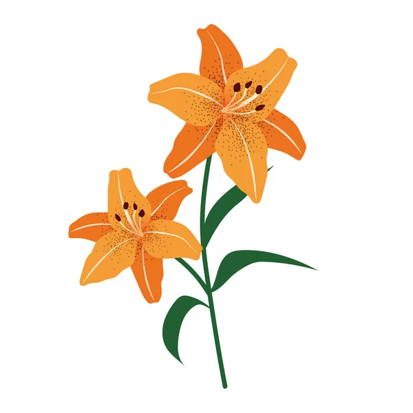 Nature Flower Orange Tiger Lily Vector Botanic Garden Floral Leaf — Stock Vector