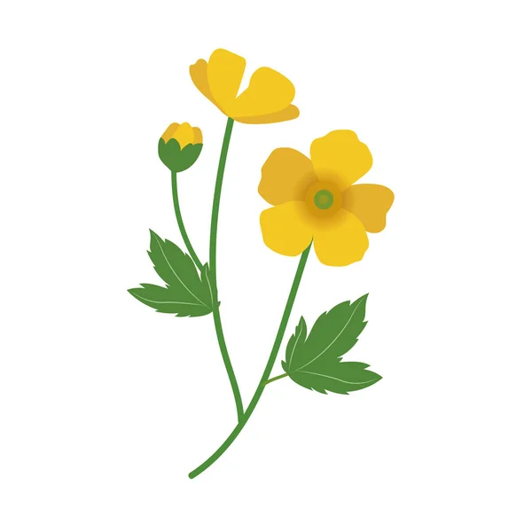 Příroda Květina Pryskyřník Vektorové Botanická Zahrada Květinové Listy Rostlin — Stockový vektor