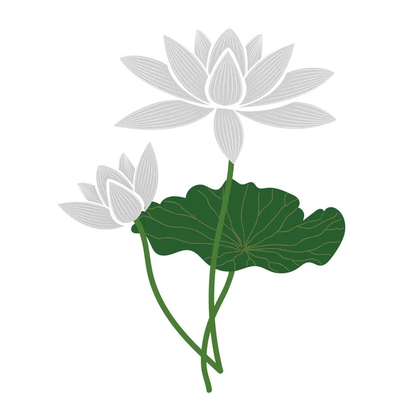 Natura Biały Kwiat Lotosu Wektor Botaniczny Ogród Kwiatowy Liść Roślina — Wektor stockowy