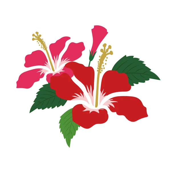 Nature Fleur Rouge Hibiscus Vecteur Botanique Jardin Floral Feuille Plante — Image vectorielle