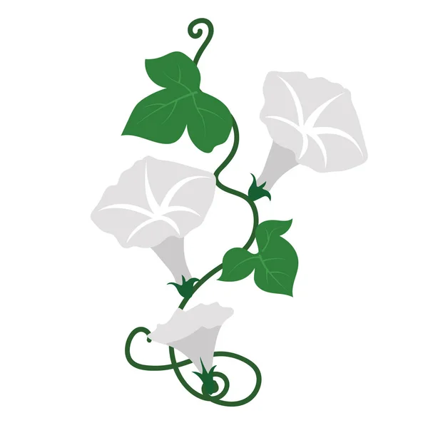 Цветок Природы Белый Цветок Утренней Славы Векторный Ботанический Сад Цветочный — стоковый вектор