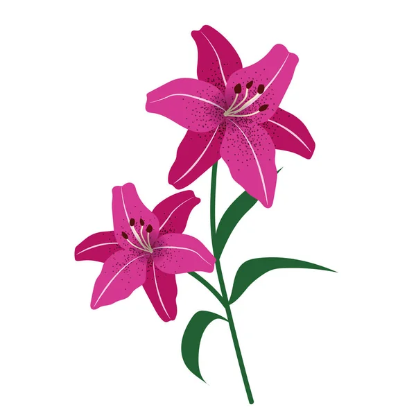 Natur Blommor Magenta Tiger Lily Vektor Botaniska Trädgård Blommor Blad — Stock vektor