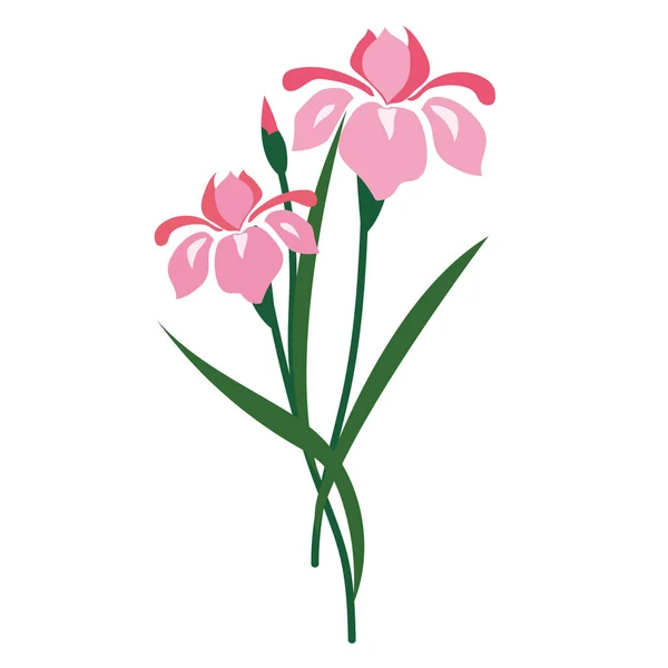 Natuur Bloem Roze Iris Vector Plantentuin Floral Blad Plant — Stockvector