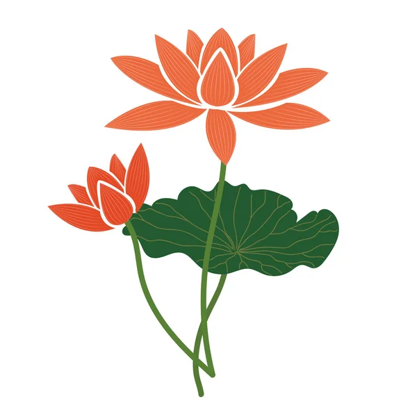 Příroda Květina Oranžová Lotus Vektorové Botanická Zahrada Květinové Listy Rostlin — Stockový vektor